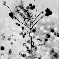 Herbier imaginaire