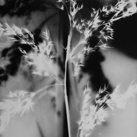 Herbier imaginaire