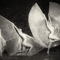 Emergence of a butterfly 