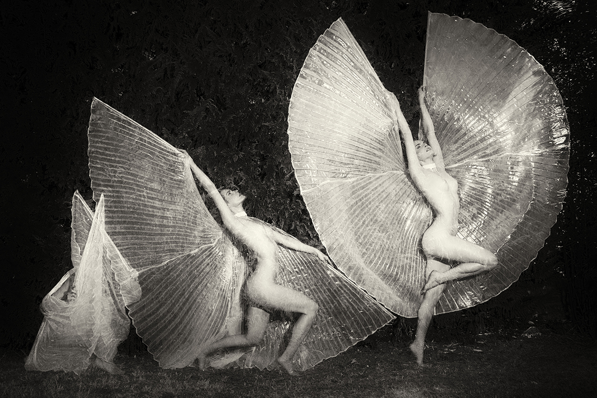Emergence of a butterfly 