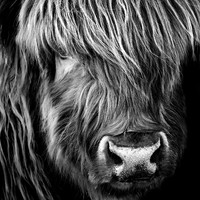 Highland Cattles