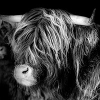 Highland Cattles