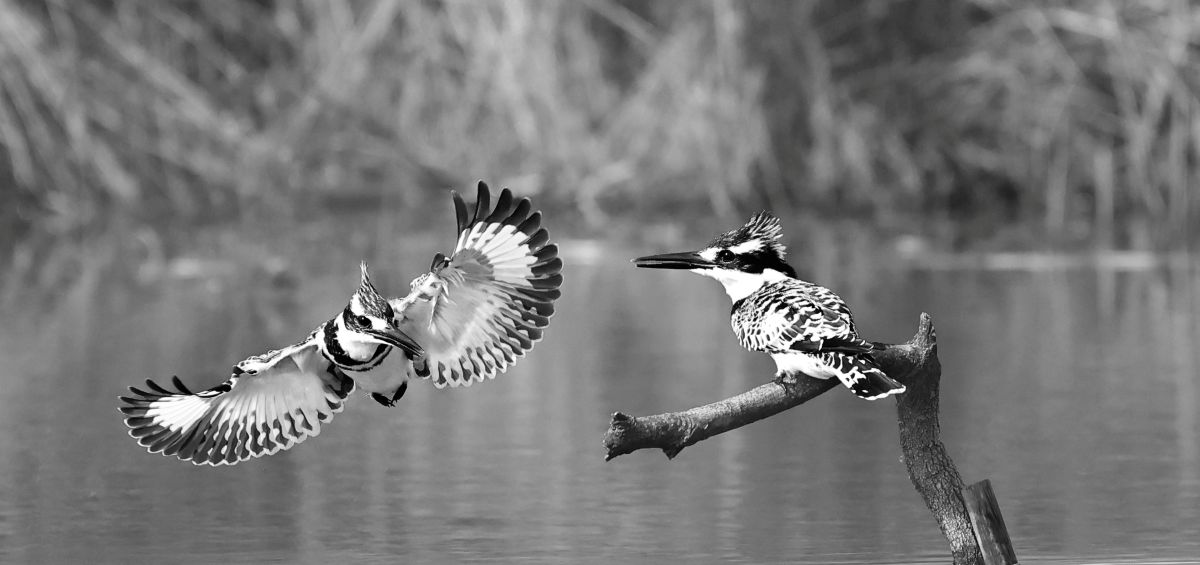 Pied Kingfishers