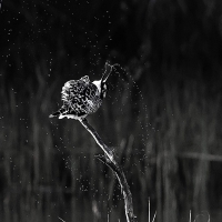Pied Kingfishers