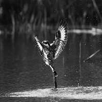 Pied Kingfishers