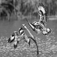 Pied Kingfishers