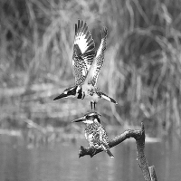 Pied Kingfishers