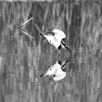 Pied Kingfishers
