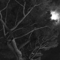 Dark Is The Night
