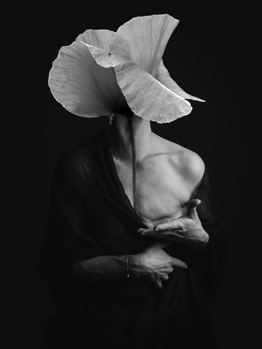 Le silence du coquelicot