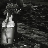 Le potager de mon père