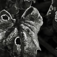 Le potager de mon père