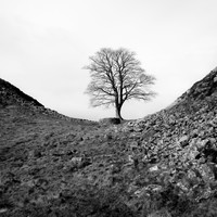 The lungs of our planet