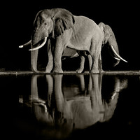 The Gentle Giants