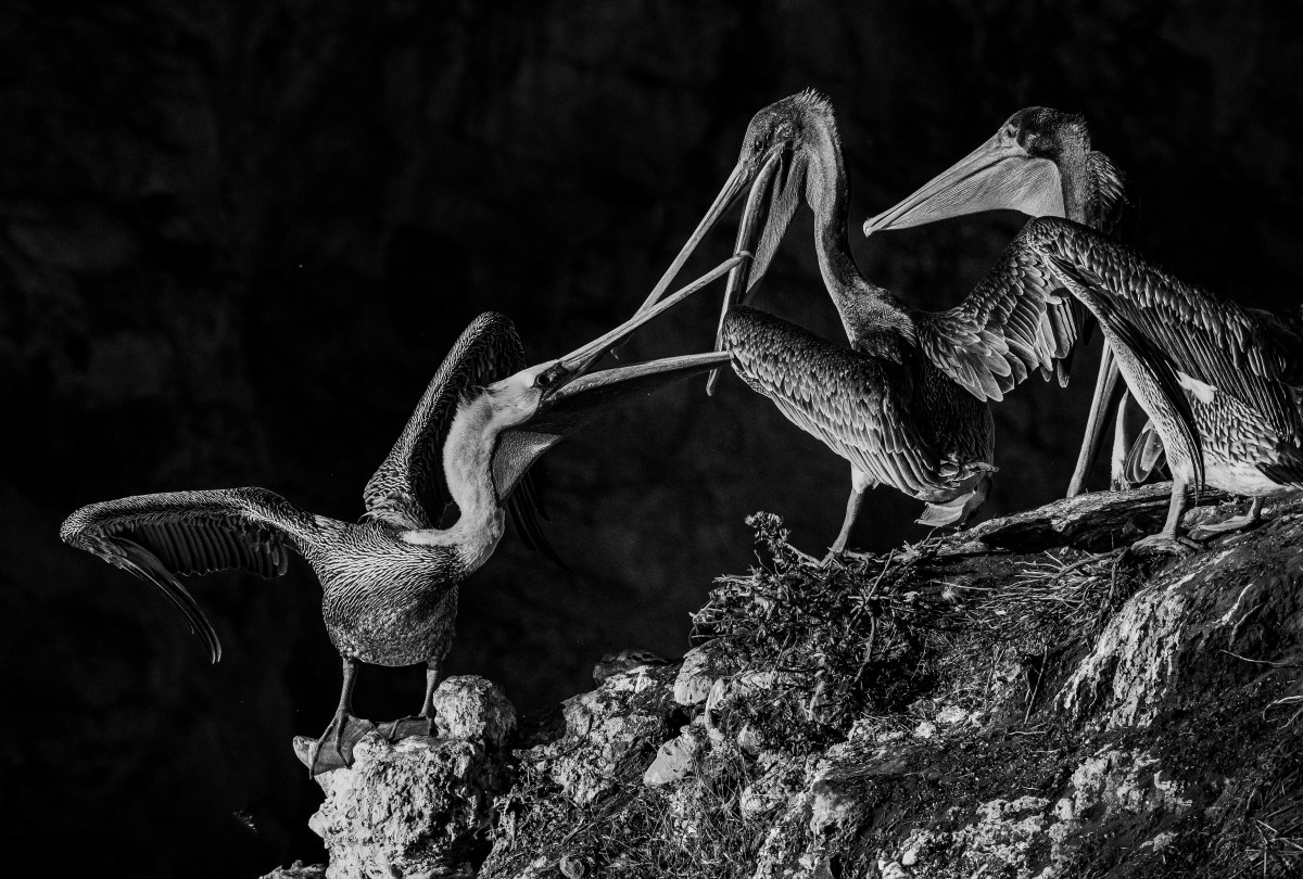Confrontation