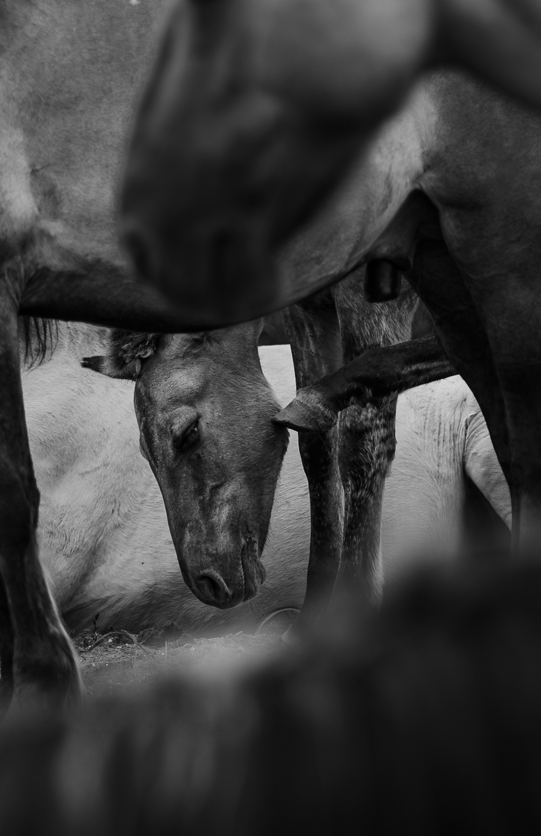 Stories of the Wild Ones