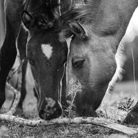 Stories of the Wild Ones