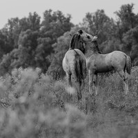 Stories of the Wild Ones