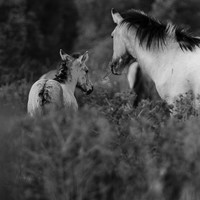 Stories of the Wild Ones