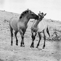 Stories of the Wild Ones