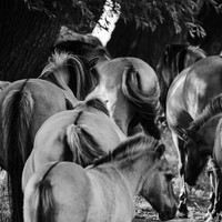 Stories of the Wild Ones