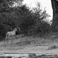 Stories of the Wild Ones