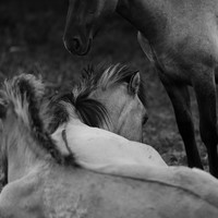 Stories of the Wild Ones