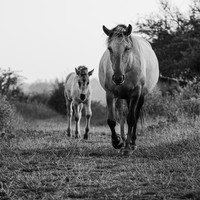 Stories of the Wild Ones