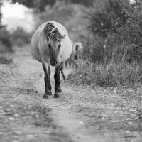 Stories of the Wild Ones