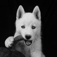 Primal instinct