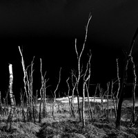 DE Gnarrenburg Birches