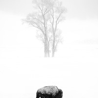 The Stoic