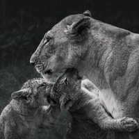Emotions