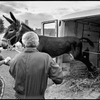 L'âne Grand Noir du Berry et sa foire aux ânes