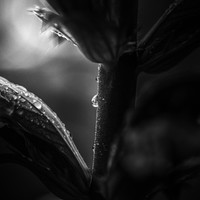 Natura viva