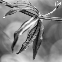 Natura viva