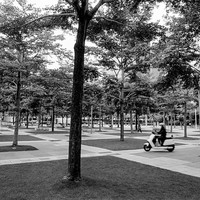 Gold Mountain Dragon: Inherited Silence, Reclaimed Belonging