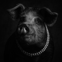 The Aristocratic Pig
