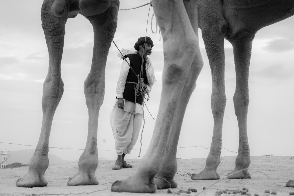 Life at the Camel Festival