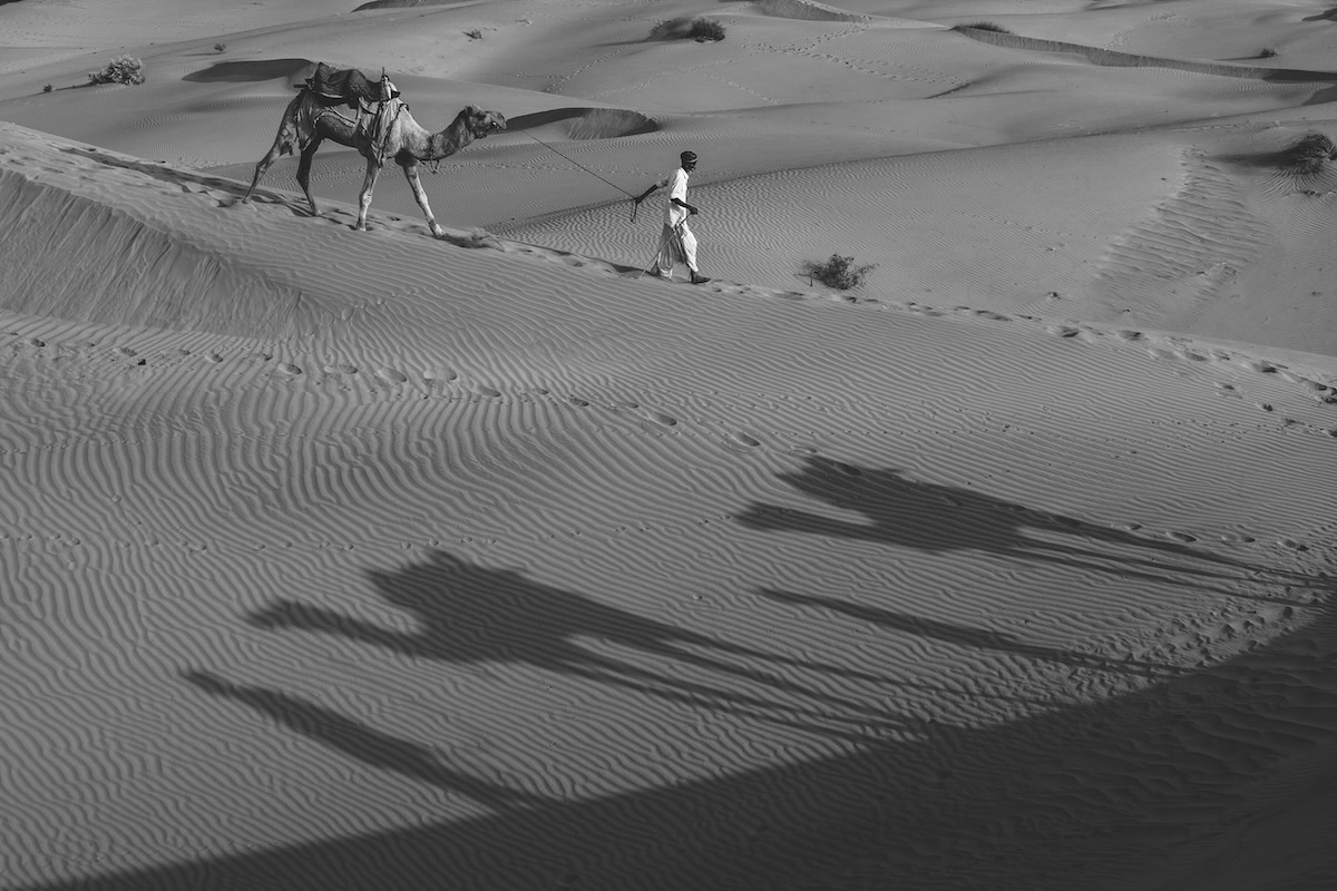 Life at the Camel Festival