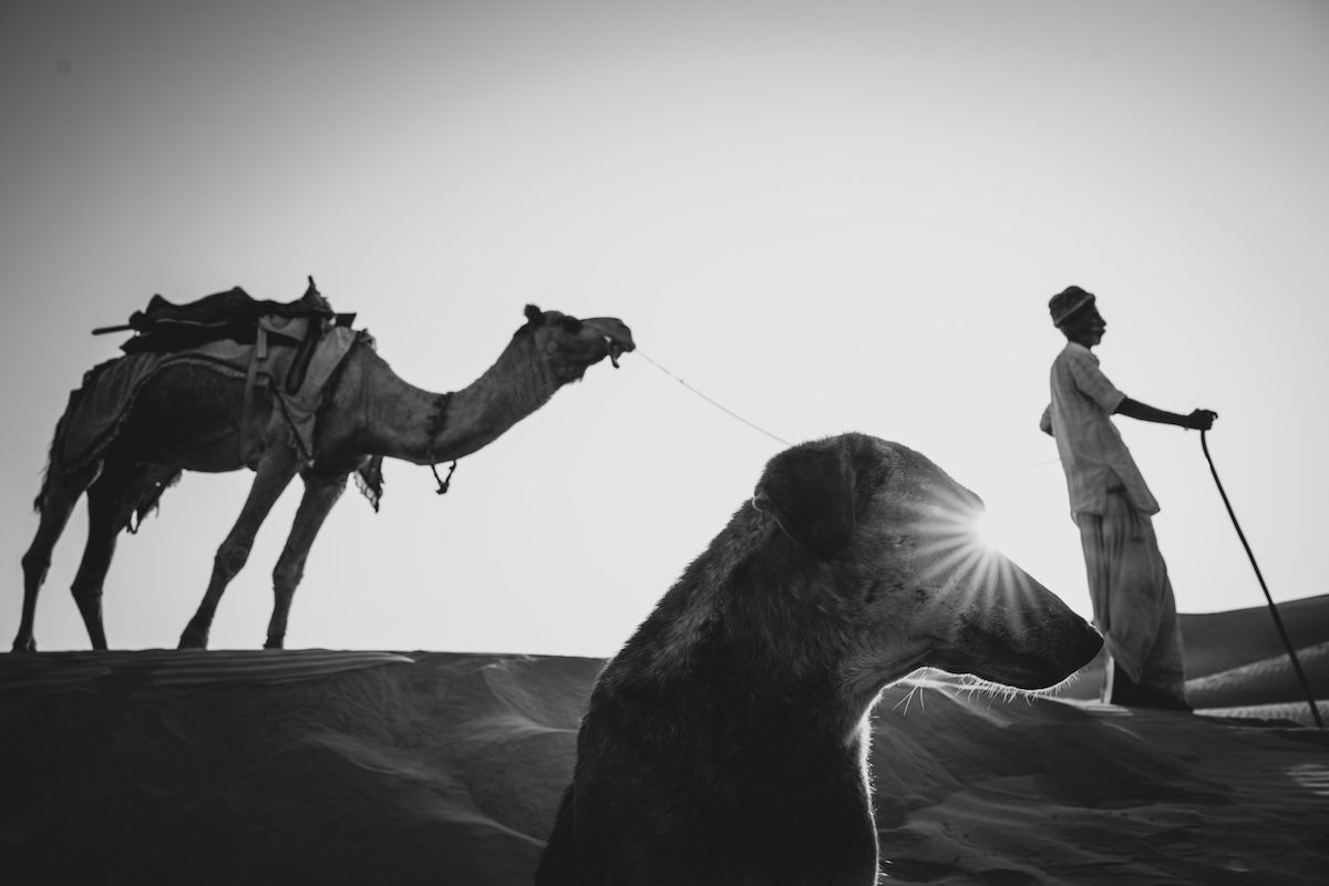 Life at the Camel Festival