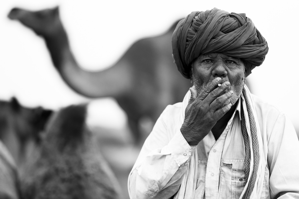 Life at the Camel Festival