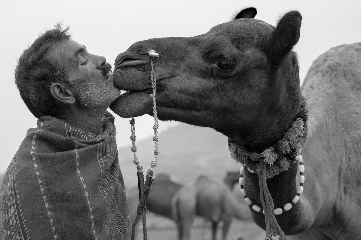 Life at the Camel Festival
