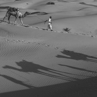 Life at the Camel Festival