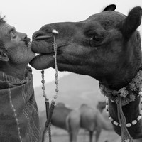 Life at the Camel Festival