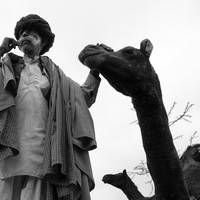 Life at the Camel Festival