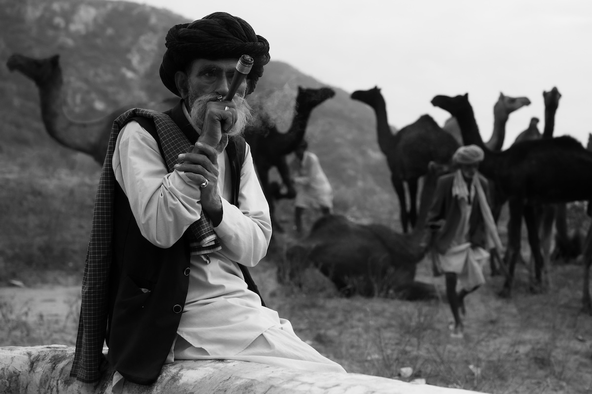 Life at the Camel Festival