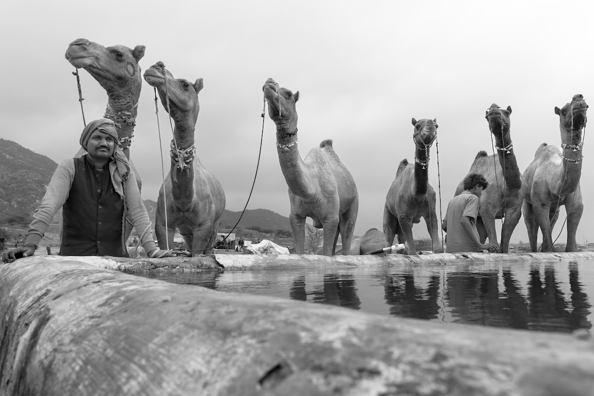 Life at the Camel Festival