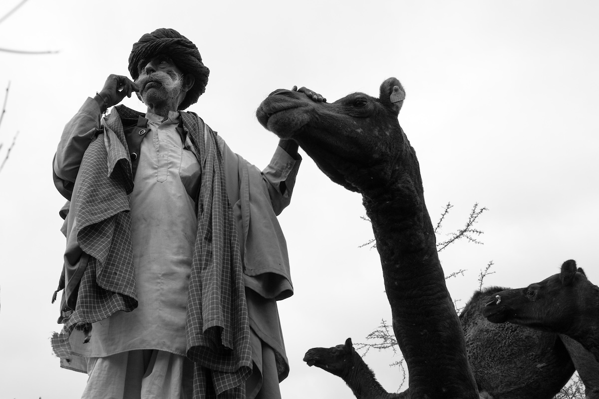 Life at the Camel Festival