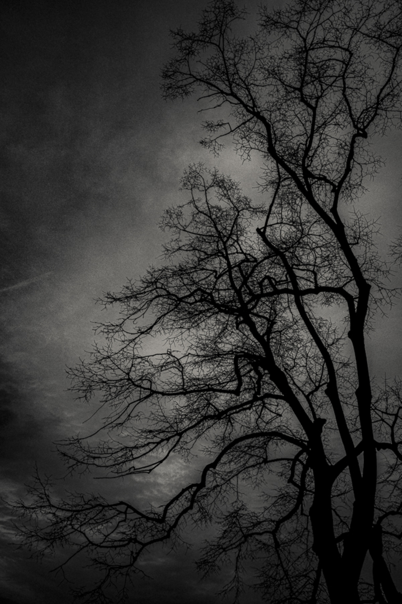 Trees